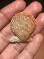 Image de Aequipecten muscosus (W. Wood 1828)