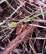 Image of Polistes bellicosus Cresson 1872