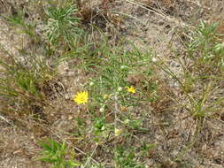 Image of sickleleaf silkgrass