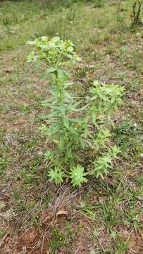 Image of Euphorbia papillosa A. St.-Hil.