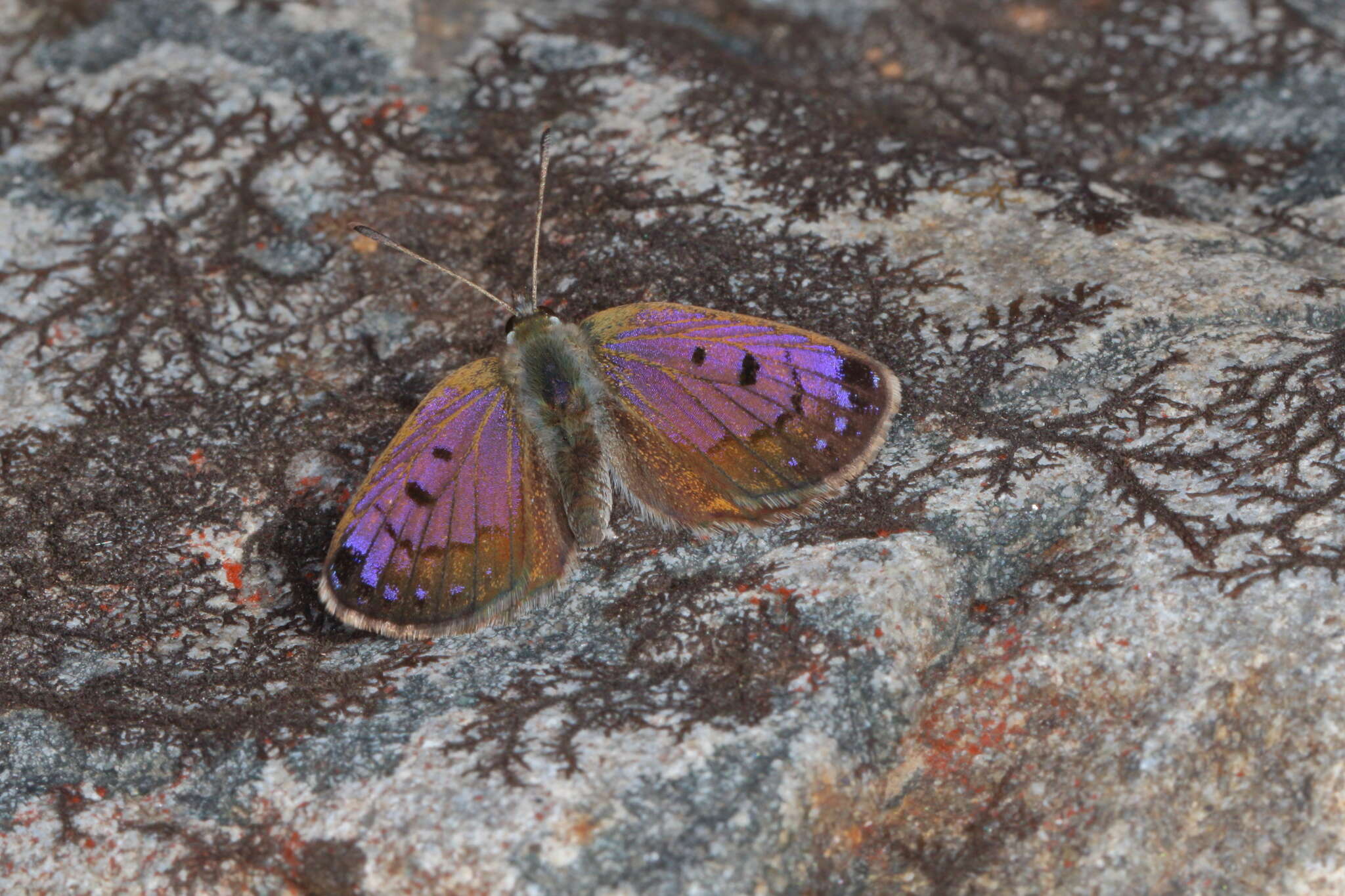 Image of Lycaena tama (Fereday 1878)