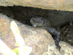 Image of Peers’ Girdled Lizard