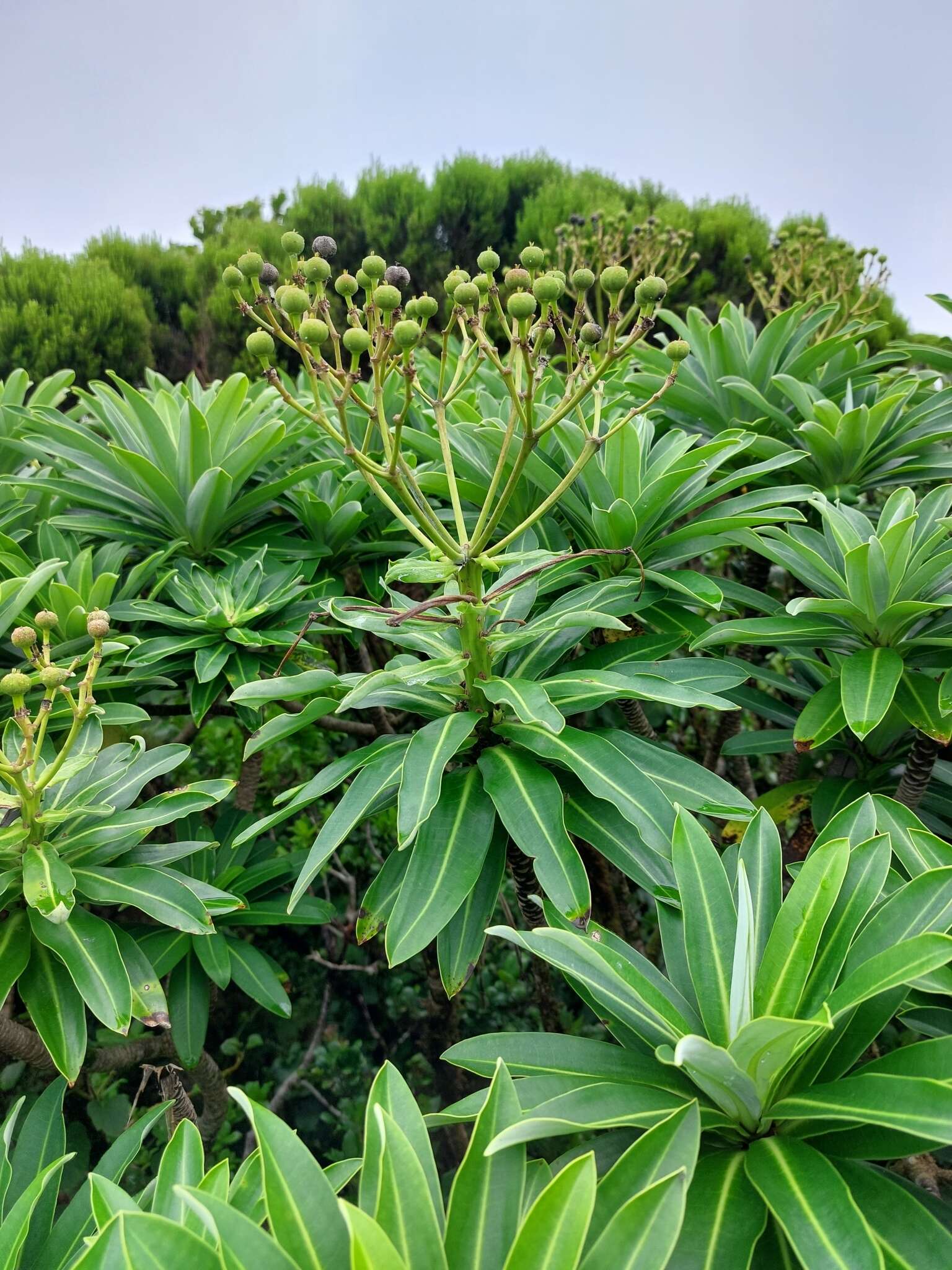 Image of Euphorbia stygiana subsp. stygiana