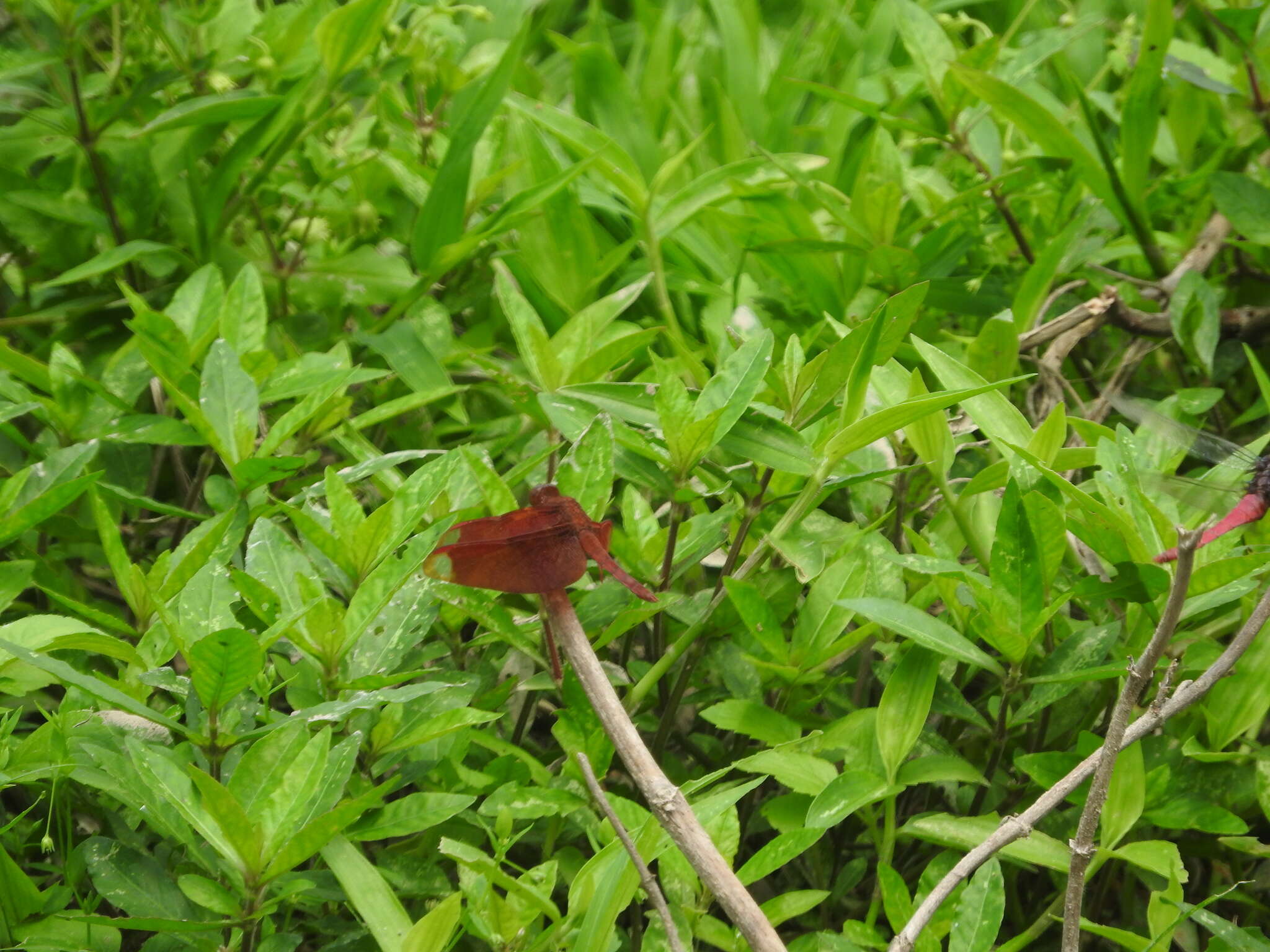 Image of Black Stream Glider