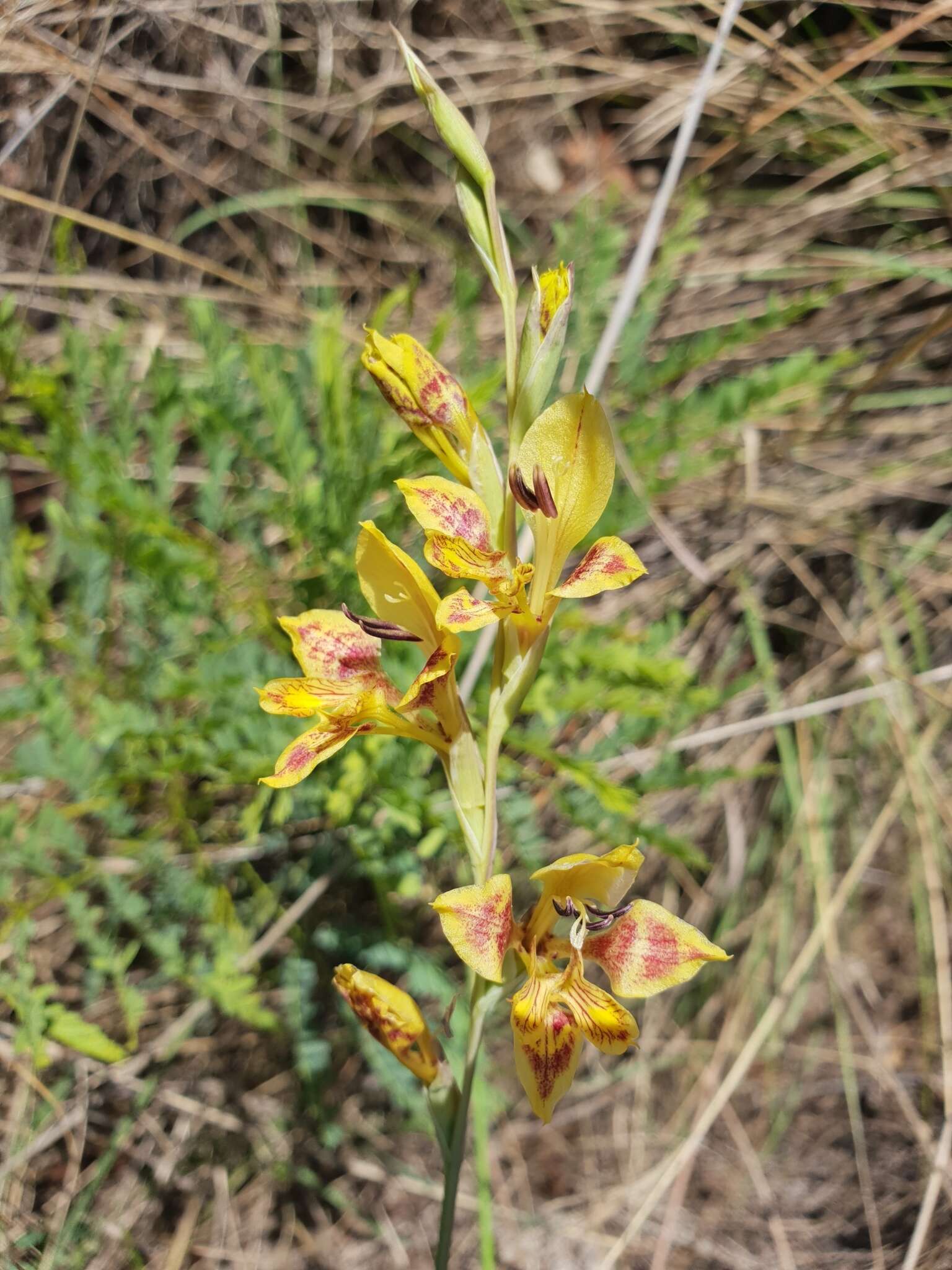 Gladiolus pardalinus Goldblatt & J. C. Manning resmi