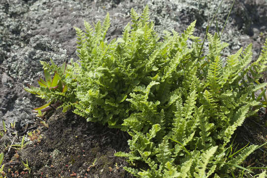 Image of Woodsia subcordata Turcz.