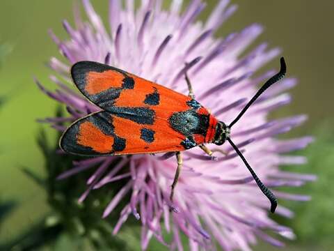 Image of Zygaena laeta Hübner 1790