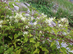 Image of Clematis trichotoma Nakai