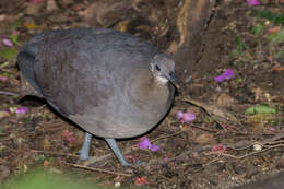 Image of Solitary Tinamou