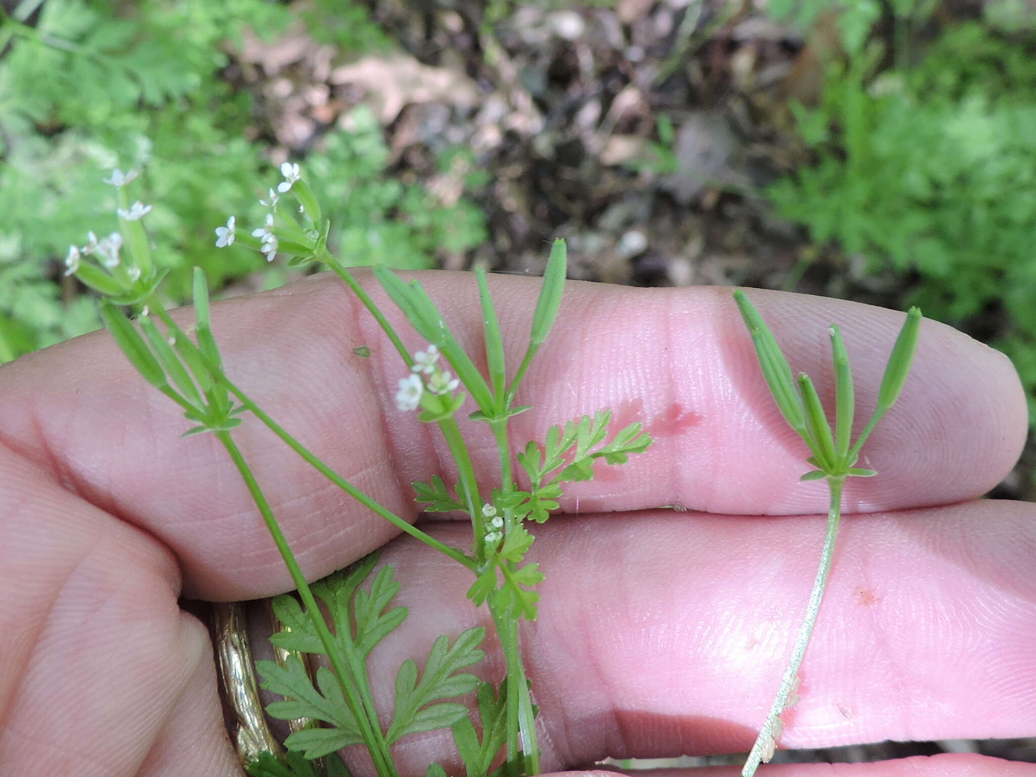 Image of hairyfruit chervil