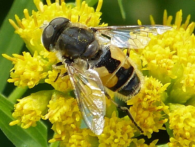 Image of Syrphid fly