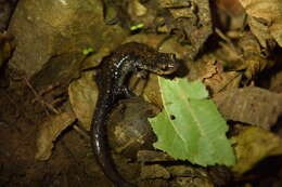 Plancia ëd Plethodon ouachitae Dunn & Heinze 1933