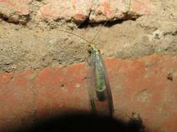 Image of scarce orange-headed lacewing
