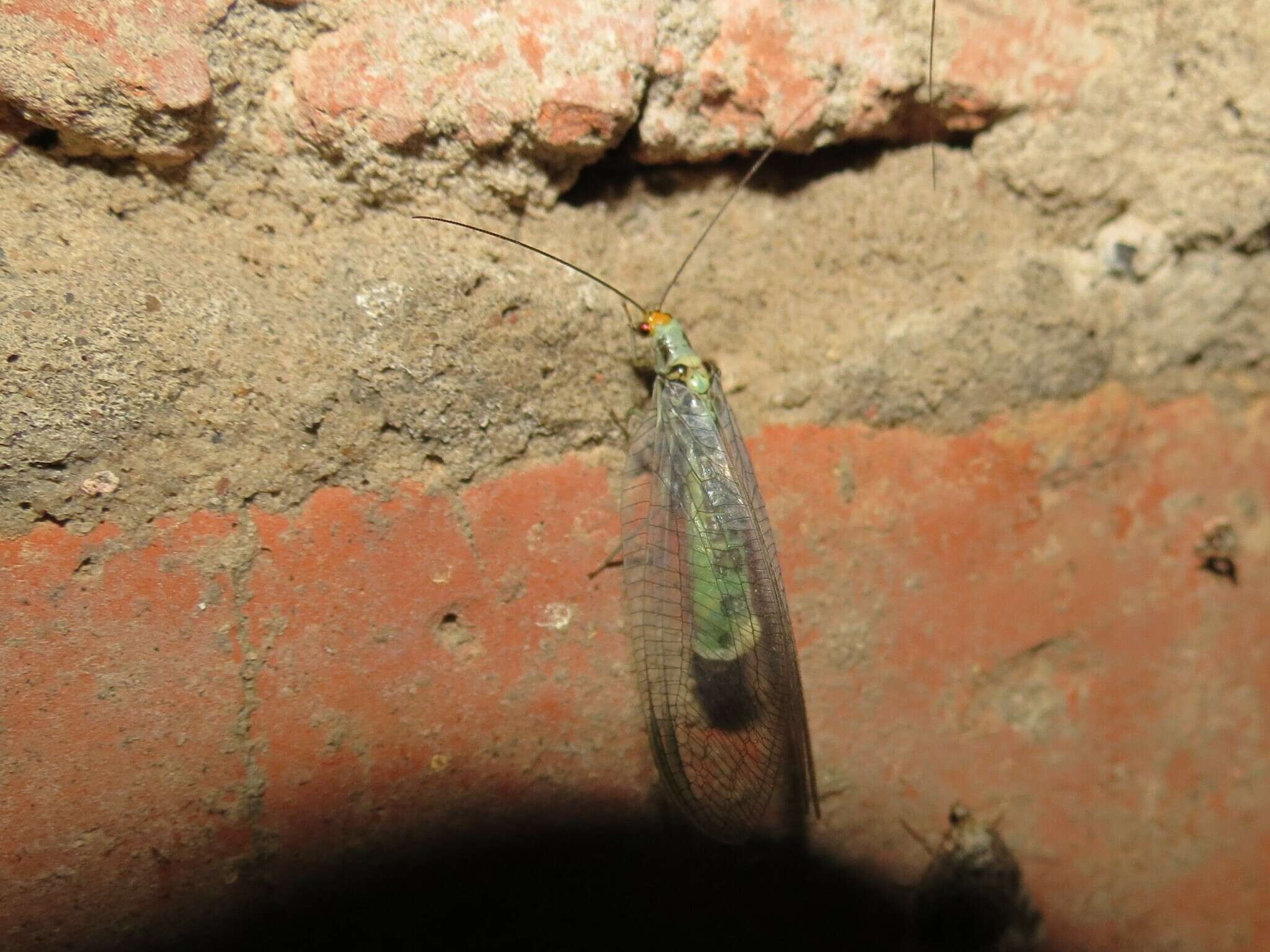 Image of scarce orange-headed lacewing