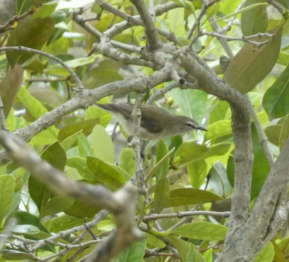 Image of Mangrove Gerygone