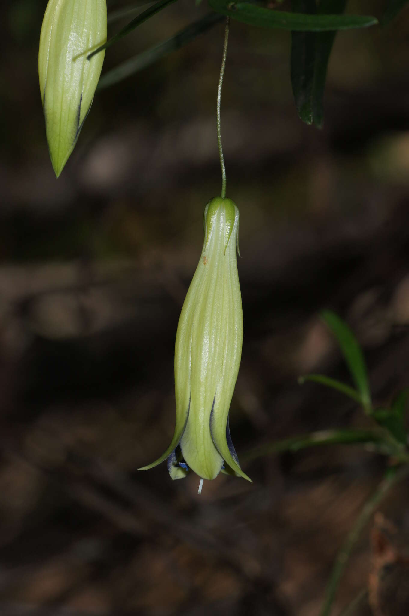 Imagem de Billardiera longiflora Labill.