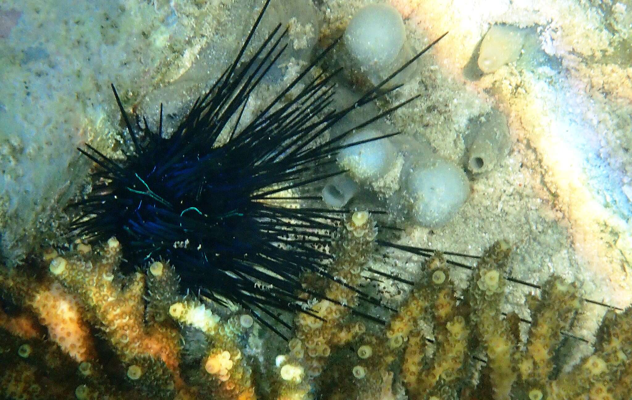 Image of Banded diadem urchin