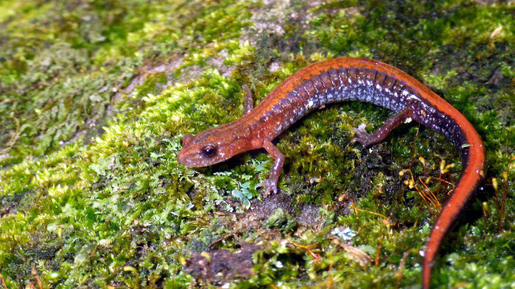 Image of Southern Redback Salamander