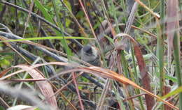 Image of Rufous-winged Antshrike