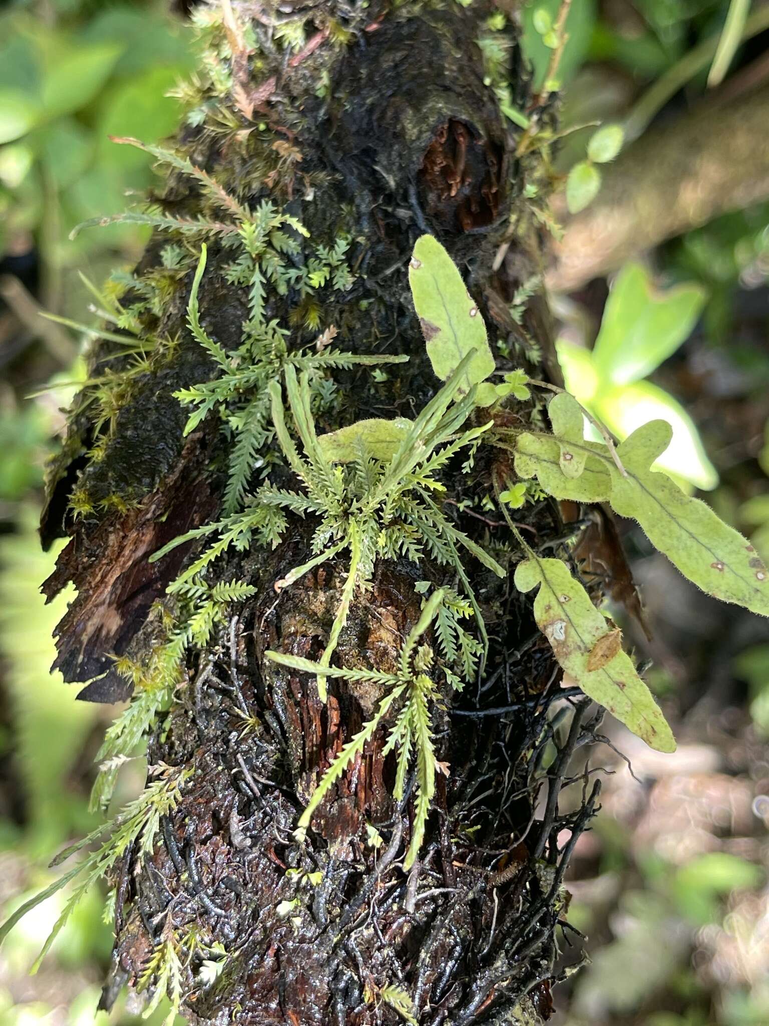 Image of toothed snailfern