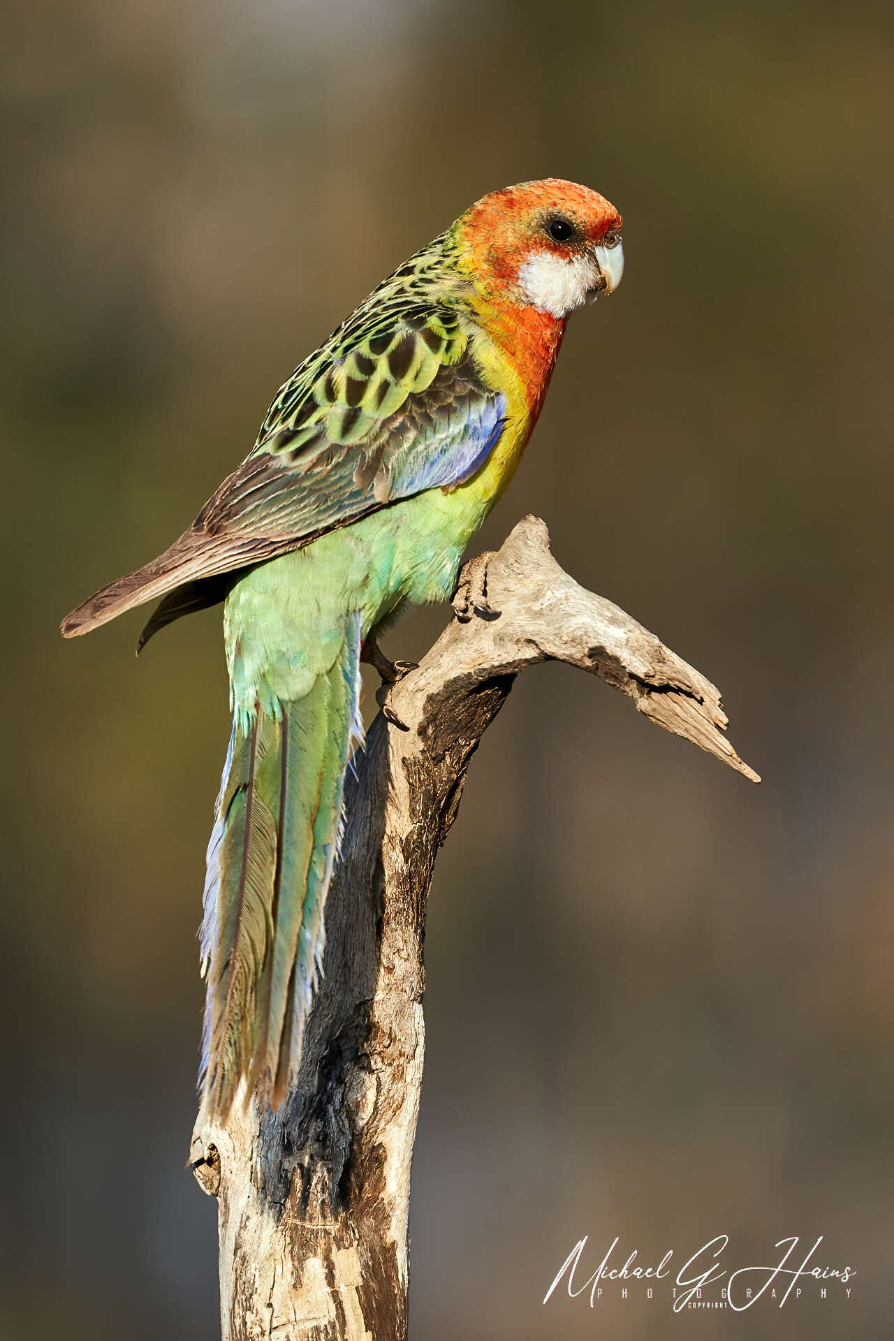 Image of Platycercus eximius elecica Schodde & Short 1989