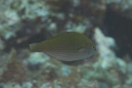 Image of Stripebelly wrasse