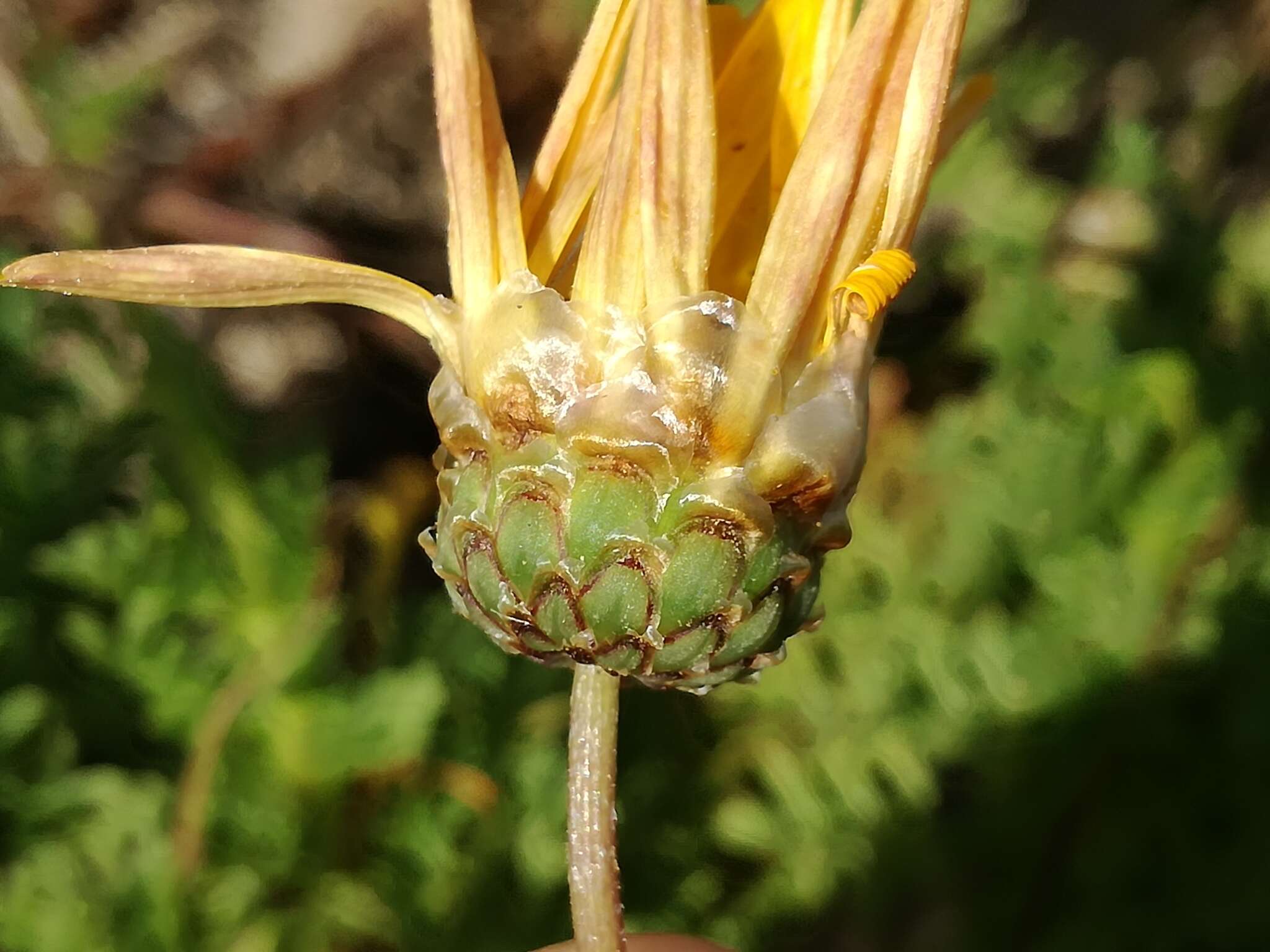 Image of Ursinia chrysanthemoides (Less.) Harv.