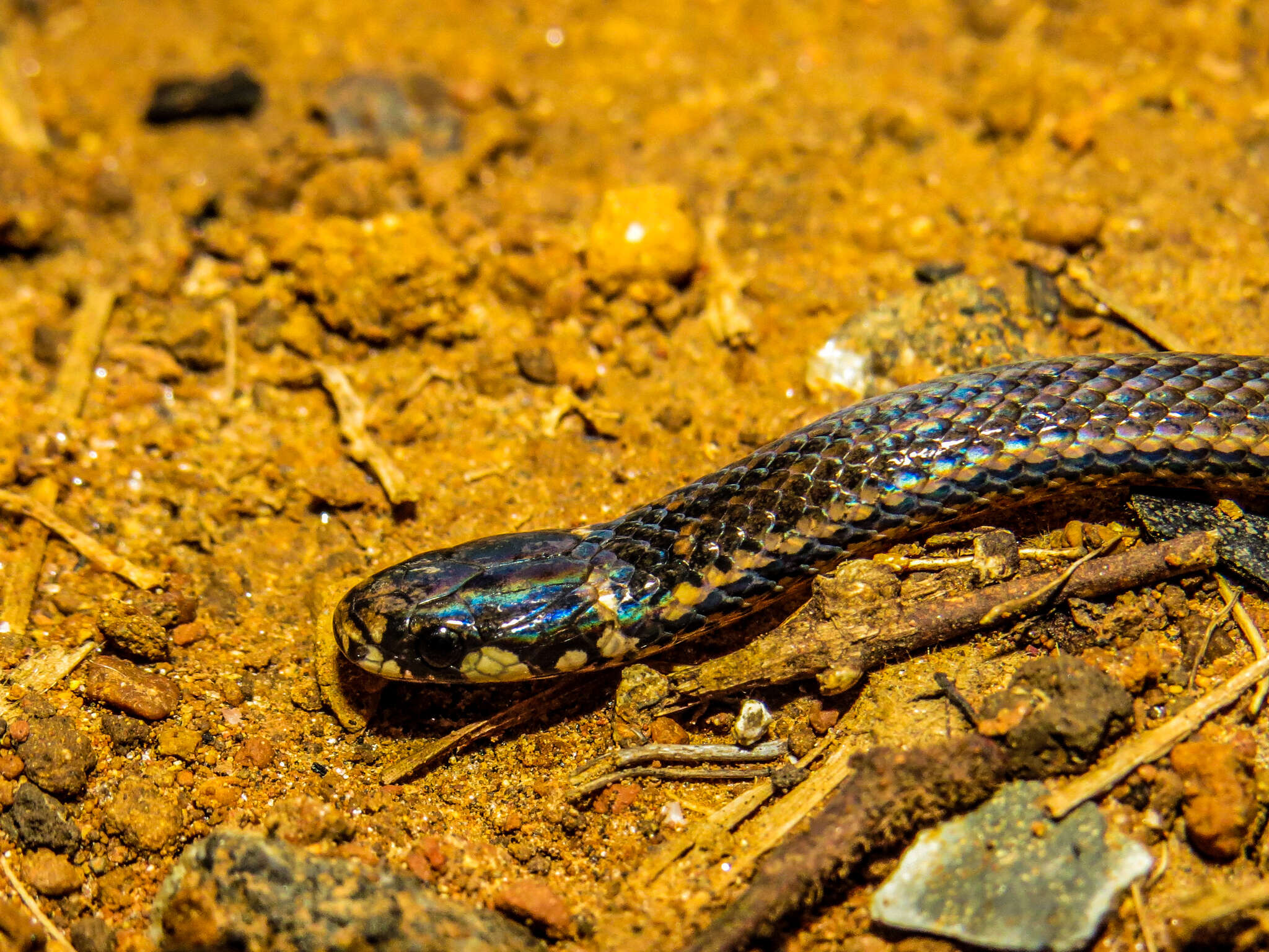 Image of Black-headed Snake (equatoriana