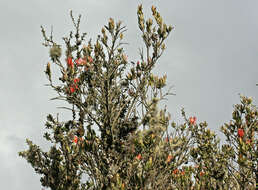 Слика од <i>Tristerix longibracteatus</i>