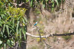 Image of Todiramphus sanctus canacorum (Brasil & L 1916)