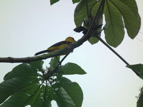 Imagem de Icterus nigrogularis nigrogularis (Hahn 1819)