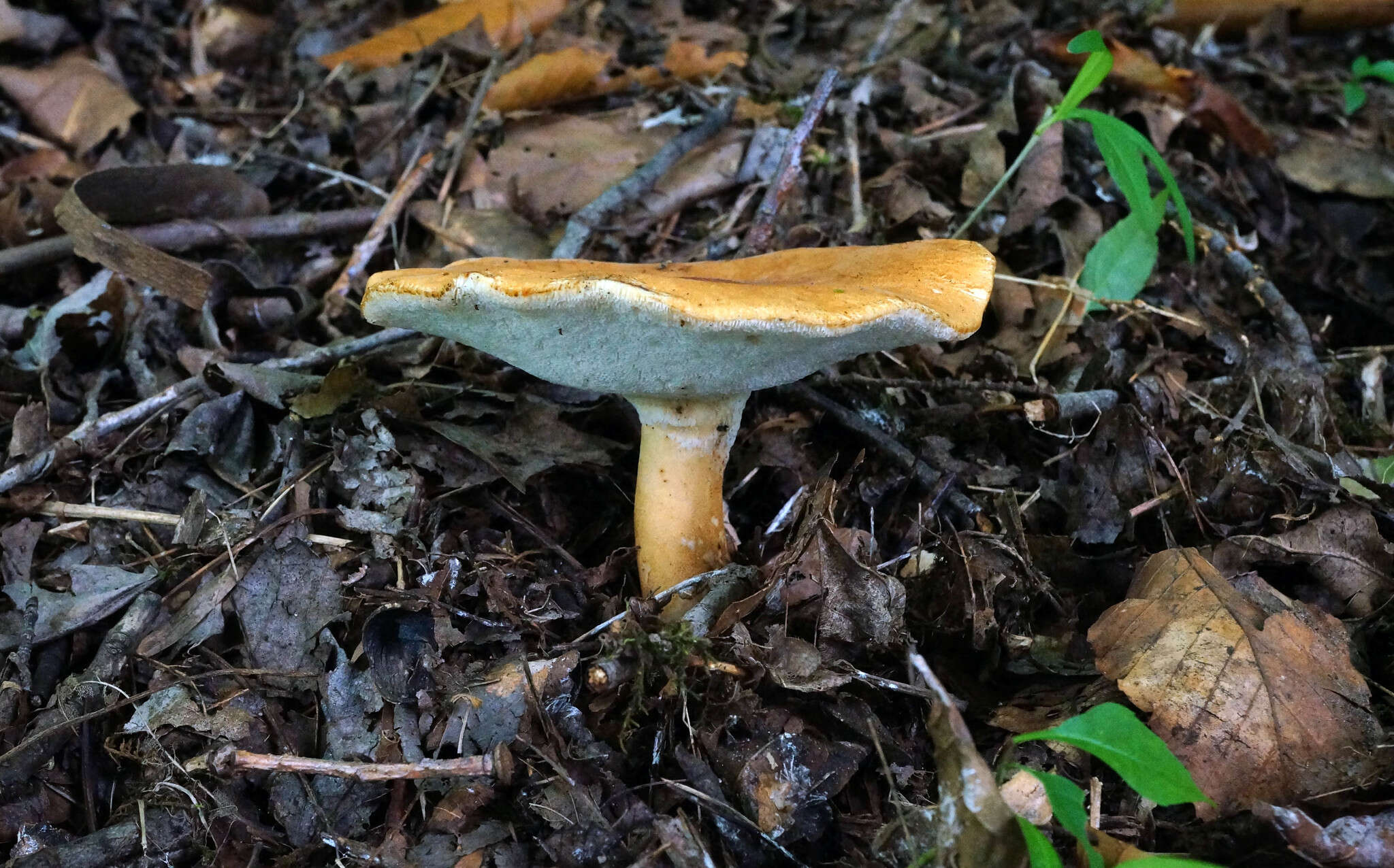 Polyporus radicatus Schwein. 1832 resmi