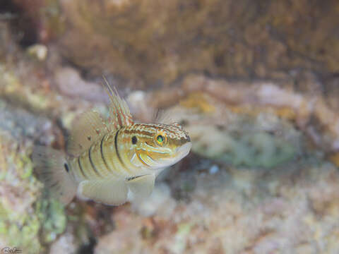 صورة Amblygobius albimaculatus (Rüppell 1830)