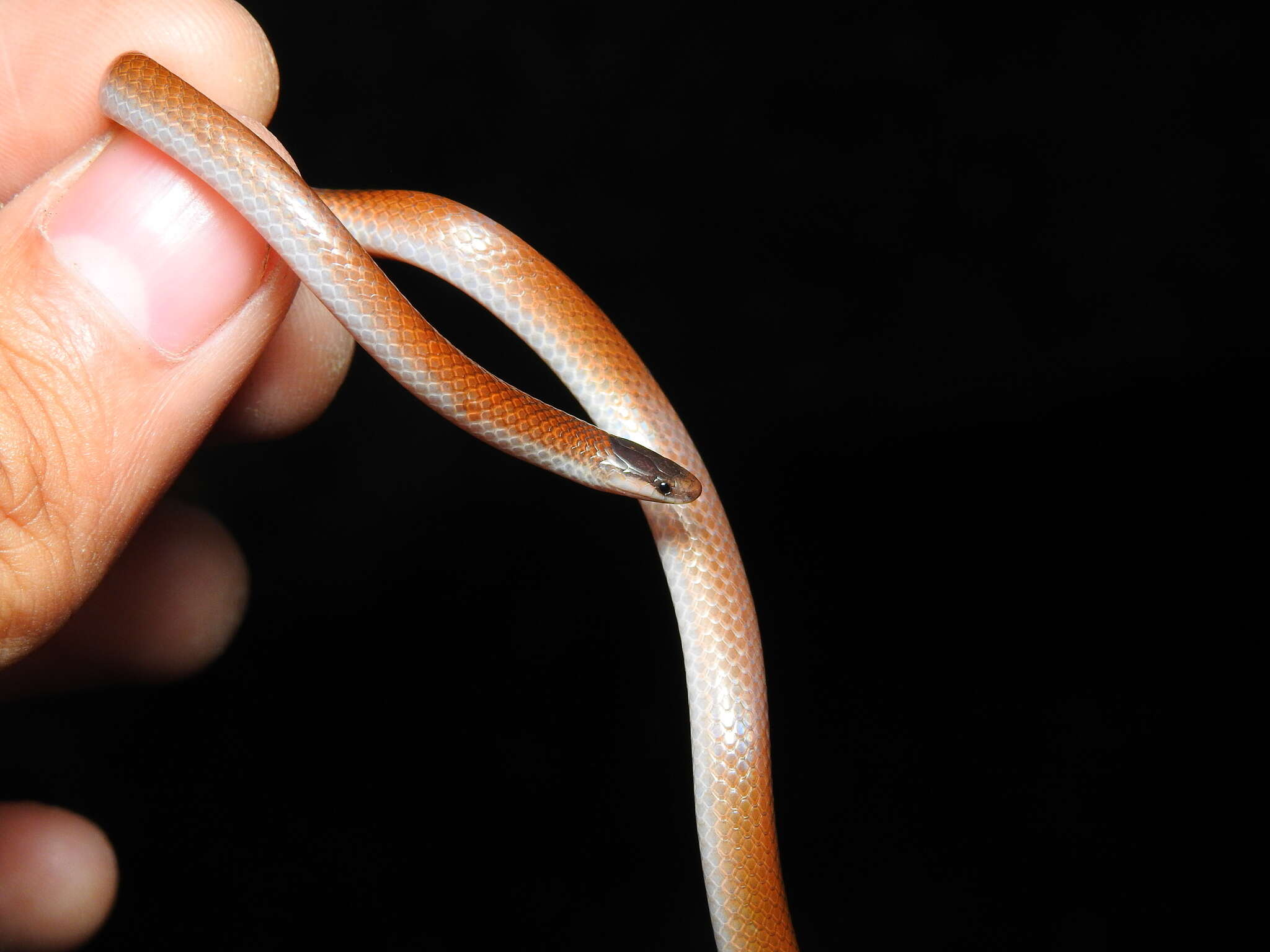 Image of Mexican Blackhead Snake