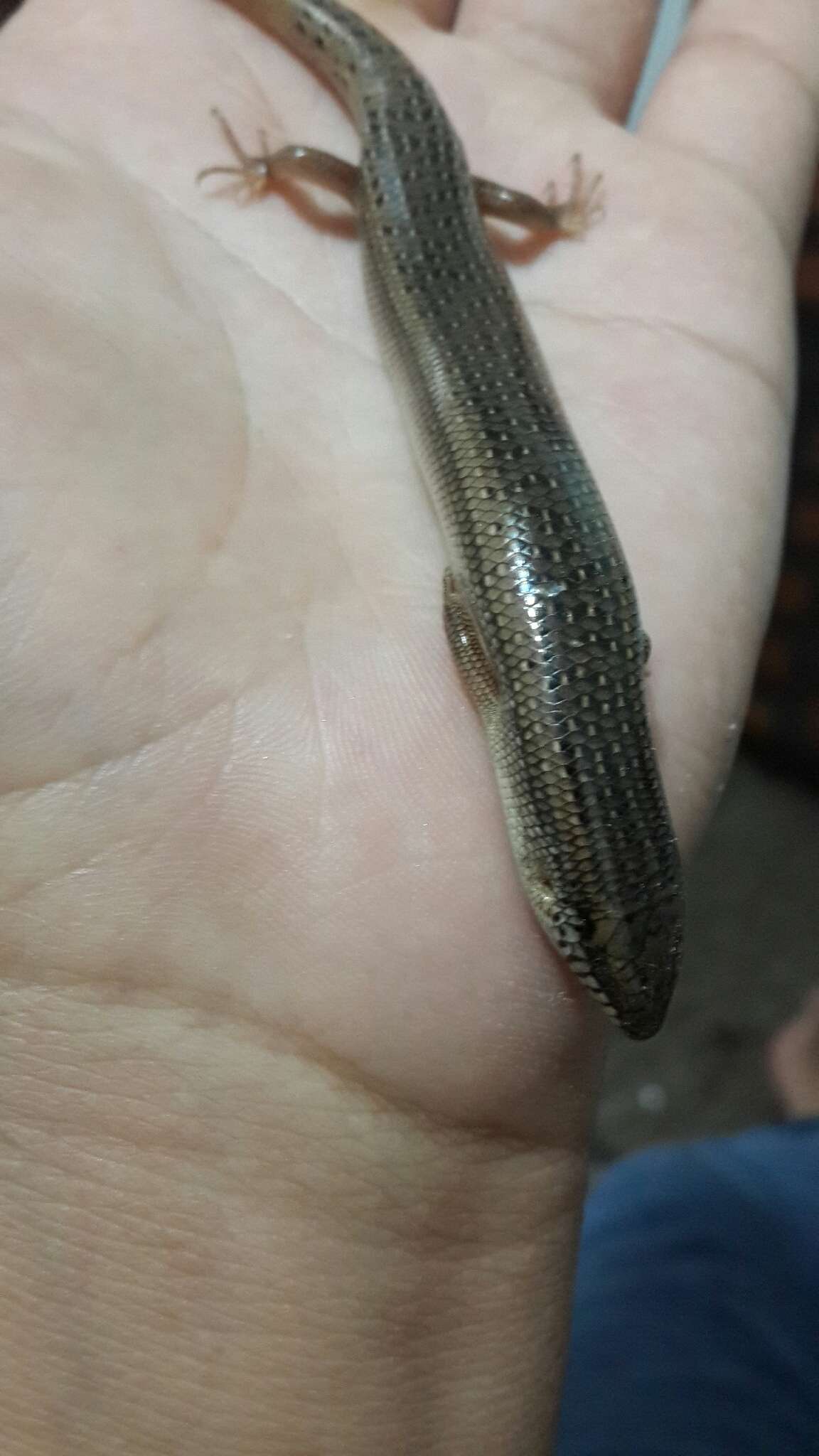 Image of Ocellated Bronze Skink