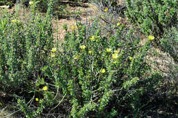 Image of Monsonia lheritieri (Sw.) Steud.