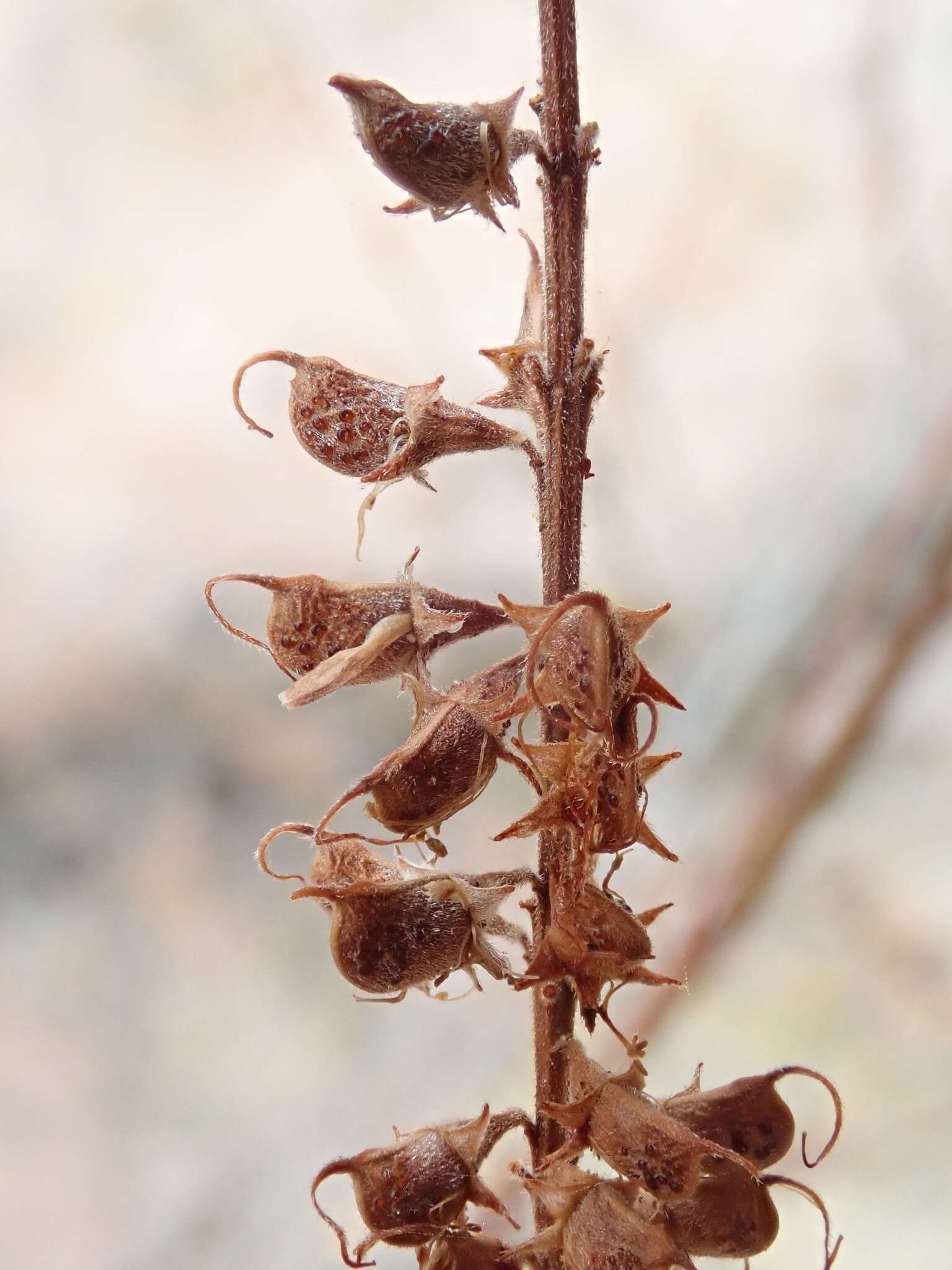 Image of California Indigobush