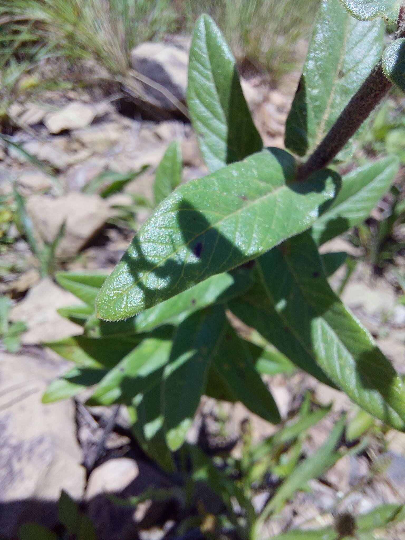 Schizoglossum atropurpureum subsp. atropurpureum的圖片