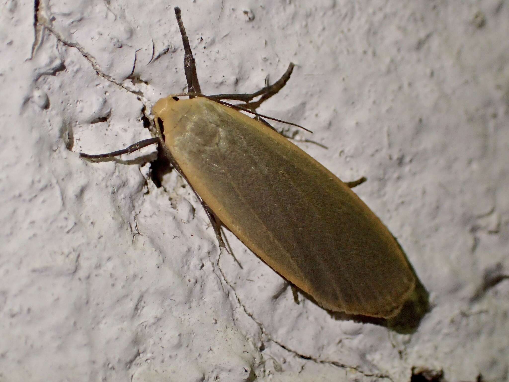 Image of buff footman