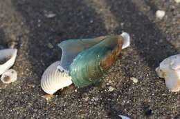 Image of Green mussel