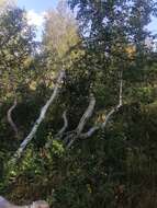 Image of northern birch