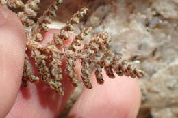 Image of Coville's lipfern