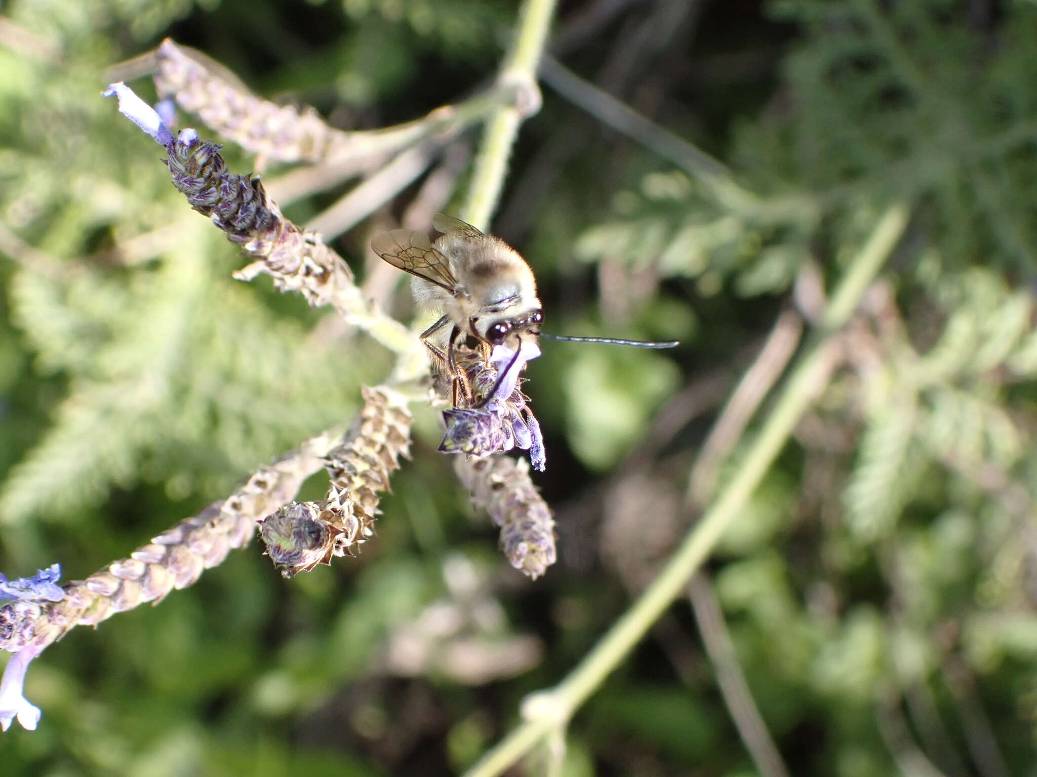 Image of Eucera gracilipes Pérez 1895