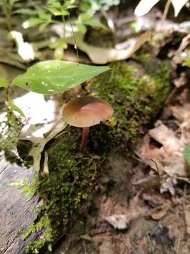 Image of Marasmius cohaerens (Pers.) Cooke & Quél. 1878