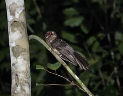 Image of Long-whiskered Owlet-Nightjar