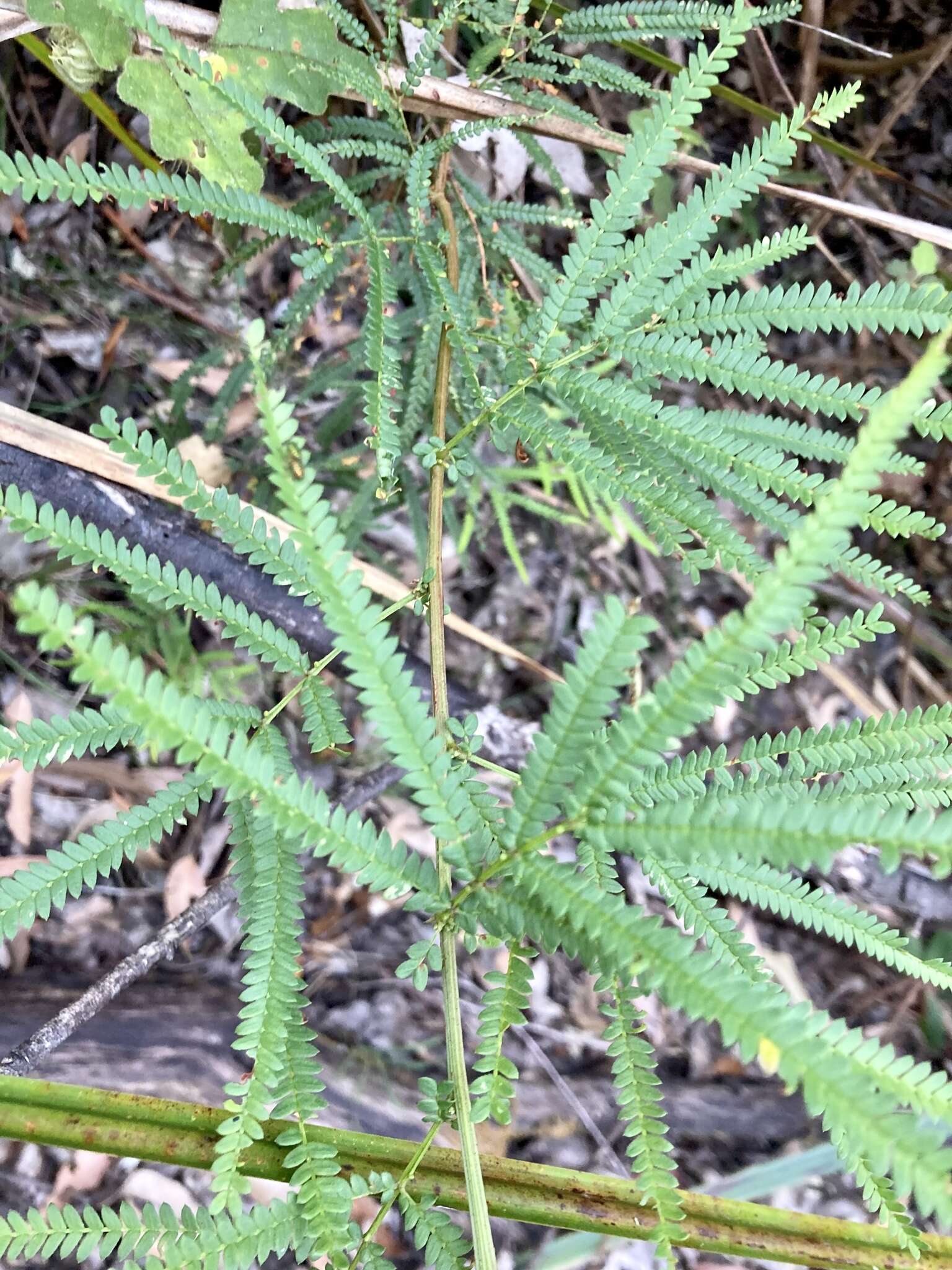 Image de Acacia pentadenia Lindl.