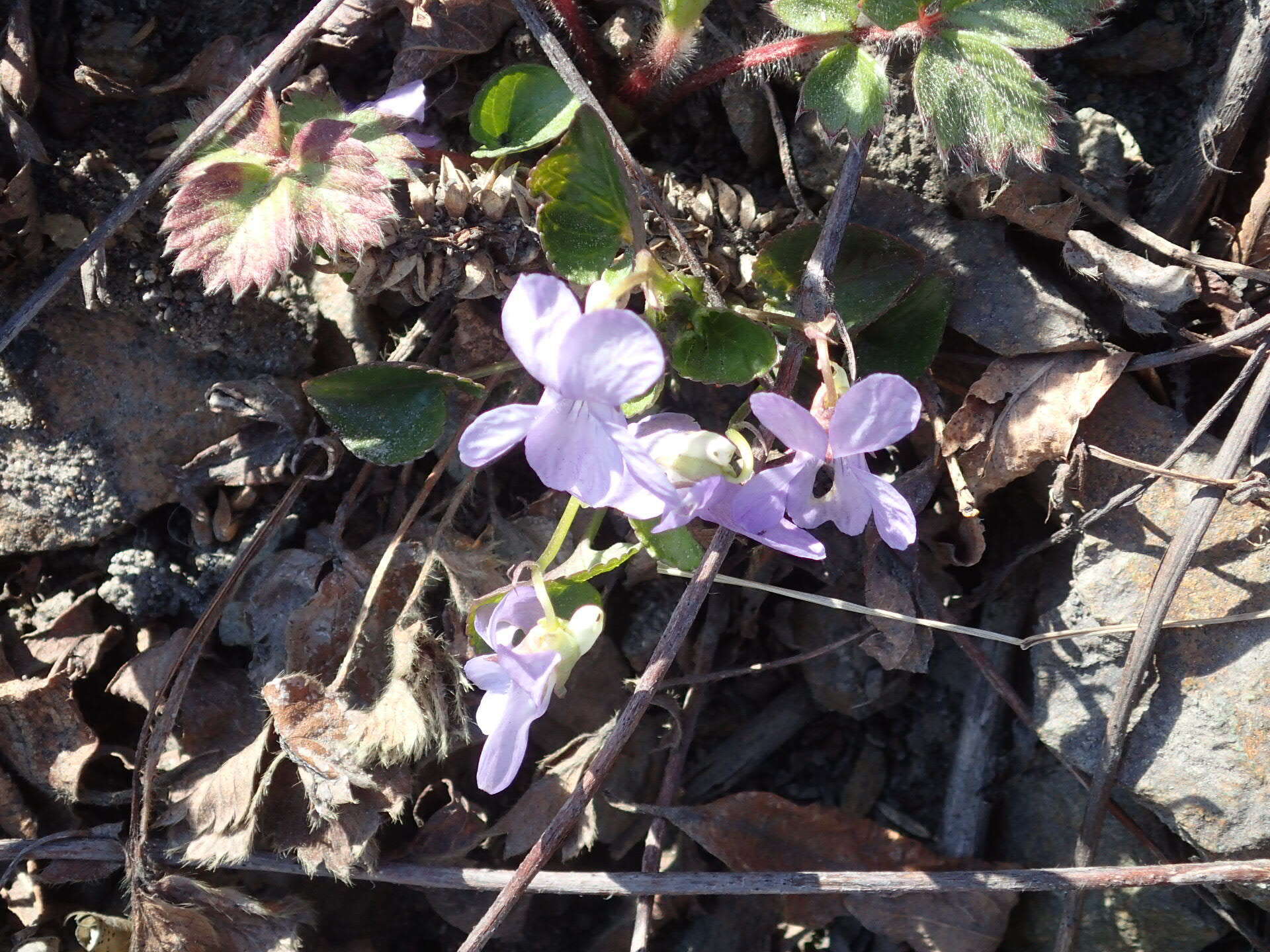 Image of Viola sacchalinensis H. Boiss.