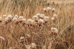 Cynara baetica subsp. baetica的圖片