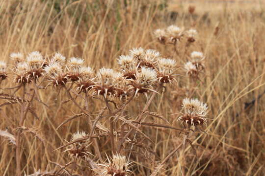 Cynara baetica (Spreng.) Pau的圖片