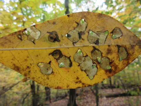 Image of Tupelo Leafminer